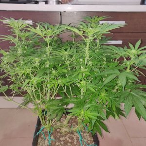 GG Day 20 of flower - before schwazzing 1.jpg