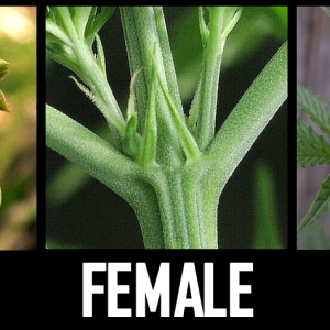 Cannabis-Male-Female-Hermaphrodite.png