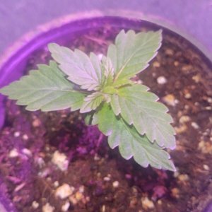 3rd plant 001.jpg