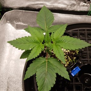 Day 14 Sour OG.jpg