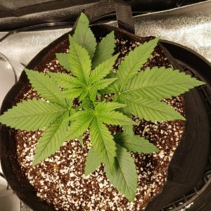 Day 17 Sour OG.jpg