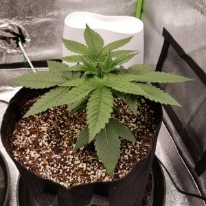 Day 19 Sour OG.jpg