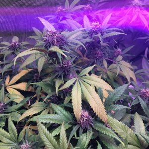 week6purplebud.jpg