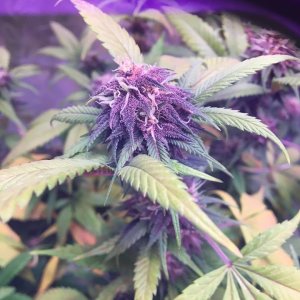 week6purplebud2.jpg