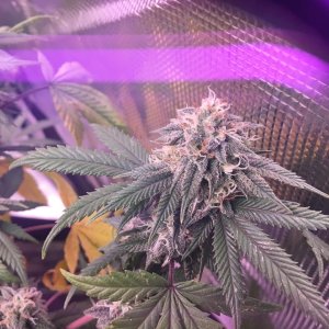 week6whitebud2.jpg