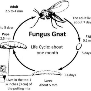 gnats-l500.jpg