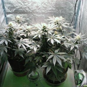 VK cross grow 08-25-10