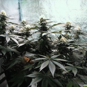 VK cross grow 08-25-10