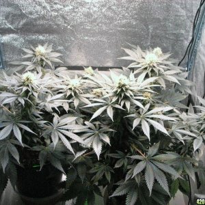 VK cross grow 08-25-10