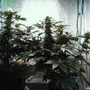 VK cross grow 08-25-10