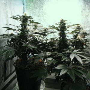 VK cross grow 08-25-10