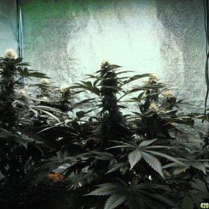 VK cross grow 08-25-10