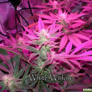 White Widow day 25 12/12 300w LED