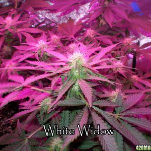 White Widow day 25 12/12 300w LED