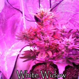 White Widow day 25 12/12 300w LED