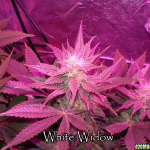 White Widow day 25 12/12 300w LED