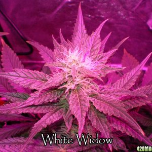 White Widow day 25 12/12 300w LED