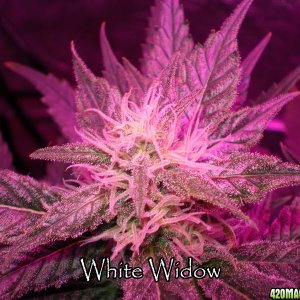 White Widow day 25 12/12 300w LED