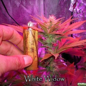 White Widow day 25 12/12 300w LED