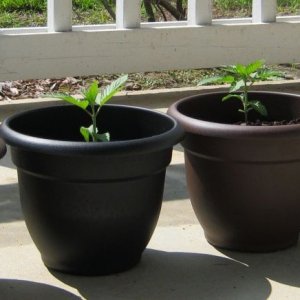 Girls on the porch sunning