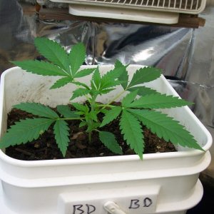 Super_Lemon_Haze 21 days old