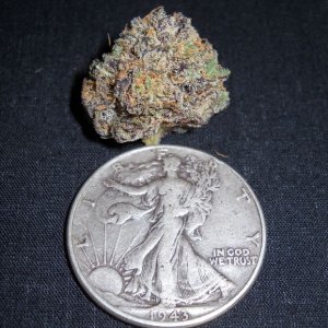 Liberty Bud