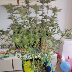 AP Day 40 of flower - before defoliation 1.jpg