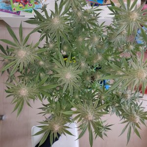 AP Day 40 of flower - before defoliation 3.jpg