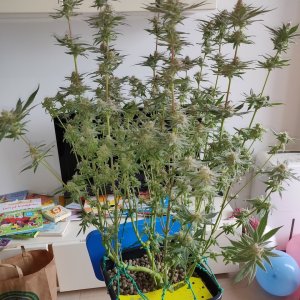 AP Day 40 of flower - after defoliation 1.jpg