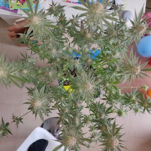 AP Day 40 of flower - after defoliation 3.jpg