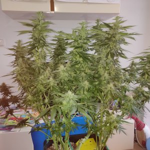 GG Day 40 of flower - before defoliation 1.jpg