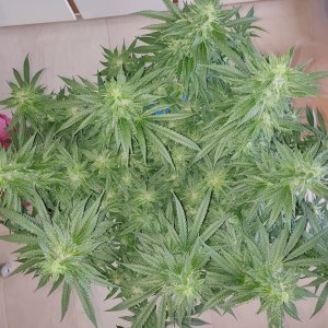 GG Day 40 of flower - before defoliation 3.jpg