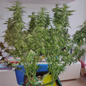 GG Day 40 of flower - after defoliation 1.jpg