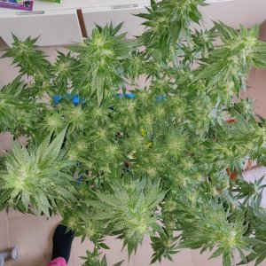 GG Day 40 of flower - after defoliation 3.jpg