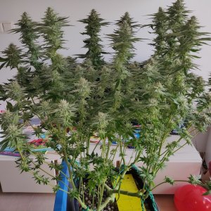 R Day 40 of flower - before defoliation 1.jpg