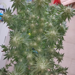 R Day 40 of flower - before defoliation 3.jpg