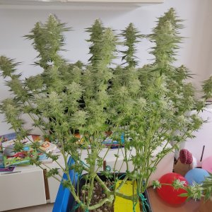 R Day 40 of flower - After defoliation 1.jpg