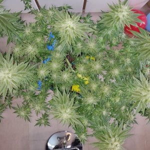 R Day 40 of flower - After defoliation 3.jpg