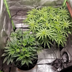 Day 38 Plants top.jpg