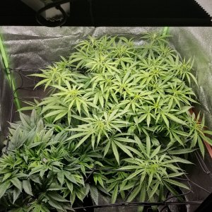 Day 41 Plants top.jpg