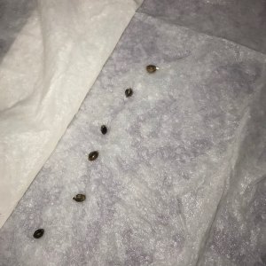 Tangerine Dream Germination 12-17-19.jpg