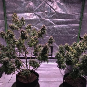 Critical Purple Plants 12-17-19.jpg