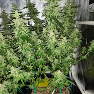 GG Day 46 of flower 1.jpg