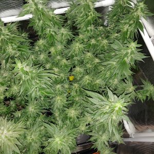 GG Day 46 of flower 3.jpg