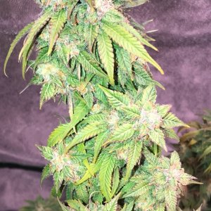 Critical Purple 12-18-19 (2).jpg