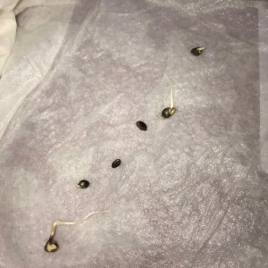 Tangerine Dream Germination 12-19-19.jpg