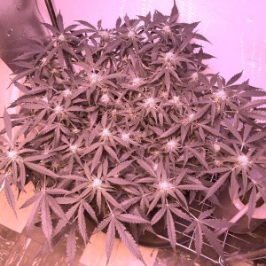 4th Week of Flower.jpeg