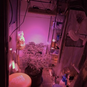 Grow Room Recent.JPG