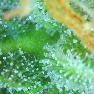 Trichomes 12-20-19.jpg