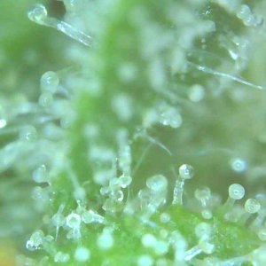 Trichomes 12-20-19 (2).jpg